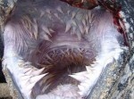 モンスター！？地獄のような歯並びを持つこの生物は一体！？