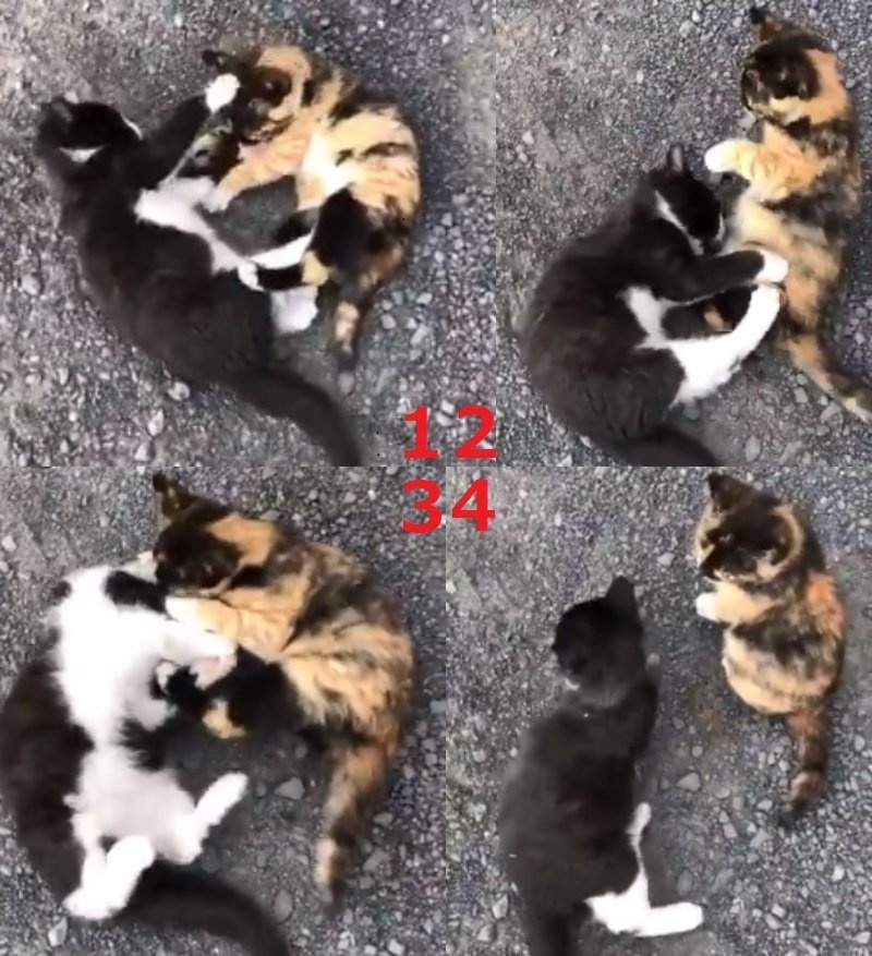 よしむらなつき（natsuki