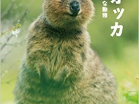 これはリアル「ピカチュウ」か！？　笑顔を浮かべる動物「クオッカ」が可愛い