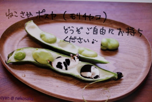 log (24).JPG