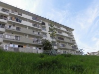 大阪府富田林市内の団地敷地に咲いたアオノリュウゼツラン（以下、写真はUR都市機構西日本支社提供）