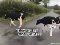 白線は踏まずに渡る！牛界にも奇妙なルールがあった