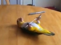 なんでみんなこの楽しさがわからんのやろなー。スプーンが大好きなシロハラインコ