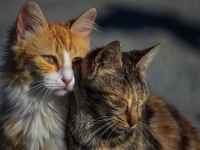 「猫は完全室内飼い」「吠える犬は撤収し飼い主を処罰」西オーストラリア州で新たな法律の導入を検討