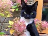 二本足で立つ猫ズ「思わず素が出ちゃったニャ…」と開き直る彼らのペンギン化傾向を激写してみた