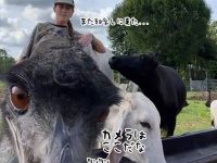 「今日はここか」カメラで撮影していると必ず邪魔しに来るエミュー