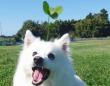 ドッグランで爆誕した〝奇跡の犬〟に3.1万人驚がく　「犬ピクミン!」「可愛すぎ」