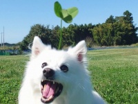 ドッグランで爆誕した〝奇跡の犬〟に3.1万人驚がく　「犬ピクミン!」「可愛すぎ」