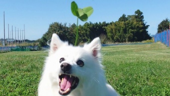 ドッグランで爆誕した〝奇跡の犬〟に3.1万人驚がく　「犬ピクミン!」「可愛すぎ」