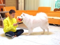 サモエド犬「なんで遊んでくれないの？」ペットの相手を突然やめてみた結果