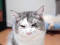 猫氏「それうちのベッドなんやけど？」サモエドにベッドを取られて納得いかない相棒猫