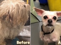 トリマーが無料で動物たちのヘアカット。生まれ変わった犬たちのビフォア・アフター（アメリカ）