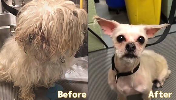 トリマーが無料で動物たちのヘアカット。生まれ変わった犬たちのビフォア・アフター（アメリカ）