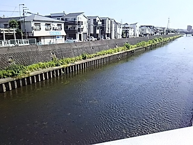 戸部川（柏尾川）
