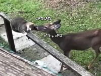 うまいうまい、猫うまい。全部溶かしきるほどに猫を舐める鹿