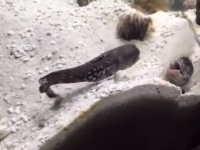 おま、何すんじゃゴルァ！水槽の中で繰り広げられる魚同士のエンドレスな戦い