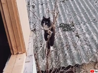 あえて茨の道を歩む。これぞ猫の修行道