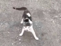 いったいどこへ連れて行くの？みゃあみゃあ鳴く猫の後について行った結果
