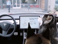 車の中にいる犬たちの安全を守る！テスラ車に新機能「ドッグモード」が搭載される（アメリカ）