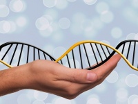 全身の再生を司る遺伝子を制御するDNAのスイッチが発見される（米研究）