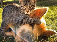 農場の豚に凄腕テクニックでマッサージを施す癒し猫、豚たちはうっとりゴロン（アメリカ）