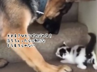 階段をのぼる子猫がとにかく心配なジャーマンシェパード。やさしく口にくわえてのぼるのを手伝ってしまう