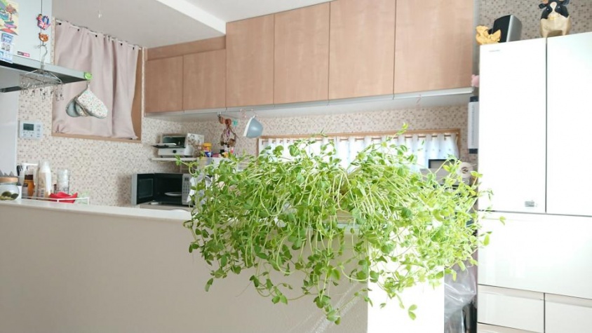 緑あるキッチン...？（画像はぴよりん＠harepiyopiyoさん提供）
