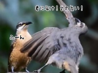 せつねぇ...オス鳥渾身の愛のダンス、メスにまったく響かず
