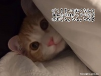 「あんたには失望した」飼い主が出勤する度にすねて怒る猫