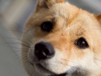 犬に罪はないのに...（画像はイメージ）
