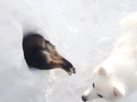 「雪遊びしていた犬が刺さってる」　謎すぎる光景に8.6万人驚がく...何があった？