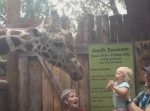 可愛くて面白い！　動物園で動物と戯れる無邪気な子どもの動画まとめ。