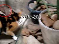 まさかその手が使えるとは！ネズミの賢さが猫を上回っていた件