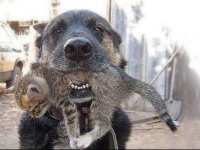 火事で燃える家の中に飛び込み子猫を救出した犬（ウクライナ）