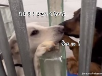 大丈夫、ひとりじゃないよ！ケージ越しから鼻をくっつけ励まし合う2匹の保護犬