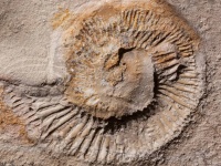 デボン紀の大量絶滅は木の根の進化が原因かもしれない説