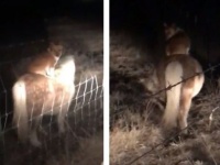 片目を失ったポニーの親友は犬だった。飼い主の知らぬ間にポニーの背にのり友情を育んでいたコーギー犬（アメリカ）