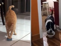 猫と犬が食べ物を運ぶ、それぞれの事情