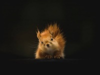 動物界にも親ガチャがある。特権階級があり、生まれた時から格差や不平等がある