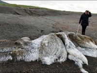 イエティ？絶滅したマンモス？巨大で毛深い「海の怪物」の死骸が打ち上げられて騒ぎに(ロシア)
