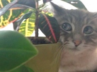猫の目は口ほどに物を言う？人間じみた視線で語りかける猫たちの写真集