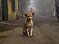 犬との衝突を回避したバイク男性が死亡。助かった犬は男性の家を訪ね、母親に寄り添う