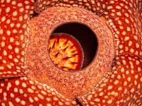 科学に裏付けられた、この世で最も不快な悪臭をもつ6つのモノ
