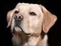 犬は人の尿からも新型コロナウイルスを嗅ぎ分けることができることが判明