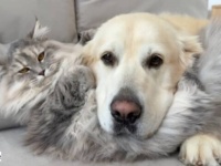 ふかふかのクッション見つけた！小さい子大好きゴールデン、猫を枕にまったりする