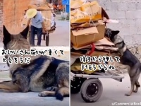 心ポカポカ。荷車を引くおじいさんを助けようと後ろから押して手伝う犬