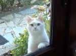 「エサくれよ…！」庭から視線でアピールしてくる野良猫の目ヂカラがすごい。