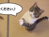ネコだってお菓子が欲しいときは必死！手を合わせながらお菓子をおねだりしているネコちゃんの動画が、日本だけでなく海外ユーザーにも話題なんです。撮影主の9Cats.さんによると「自然とはじめたおねだりポーズ」なんだそう。こんなことされたら、いくらでもお菓子をあげたくなっちゃう！