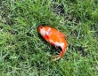 庭の芝生の上に金魚が舞い降りただと！？保護して水にいれたところ息を吹き返す