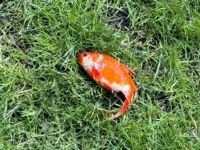 庭の芝生の上に金魚が舞い降りただと！？保護して水にいれたところ息を吹き返す